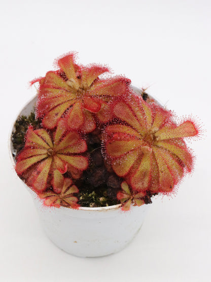 Drosera cuneifolia