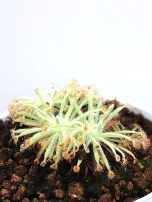 Drosera derbyensis  Near Meda Station, River Road, Kimberley, AU