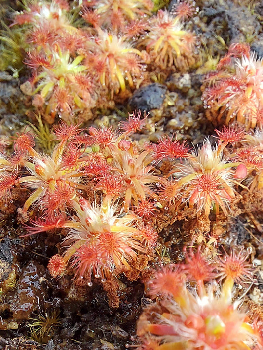 Drosera enodes (gemme in vaso)