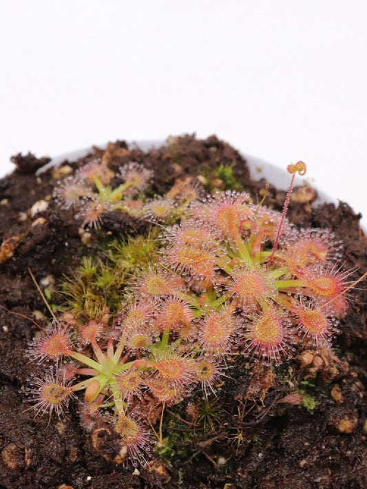 Drosera erycksoniae x pulchella