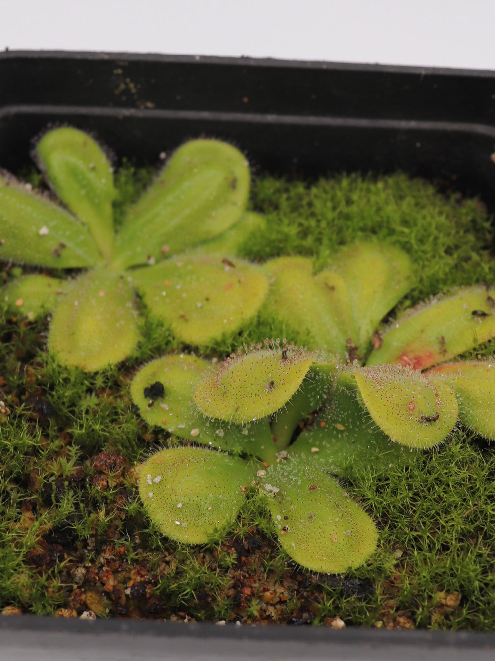 Drosera erythrorhiza var. imbecilla