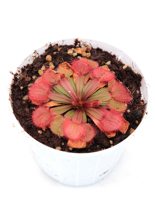 Drosera falconeri "White flower"  Palmerston, NT, Australia