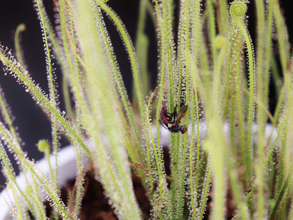 Drosera filiformis var. filiformis