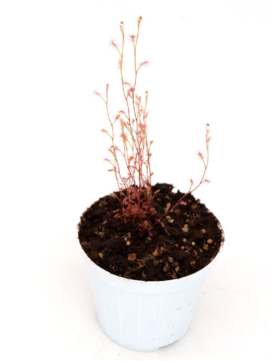 Drosera flexicaulis, Mbala, Zambia