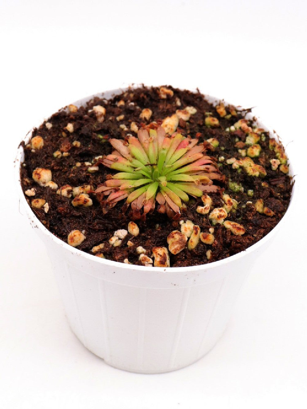 Drosera fulva
