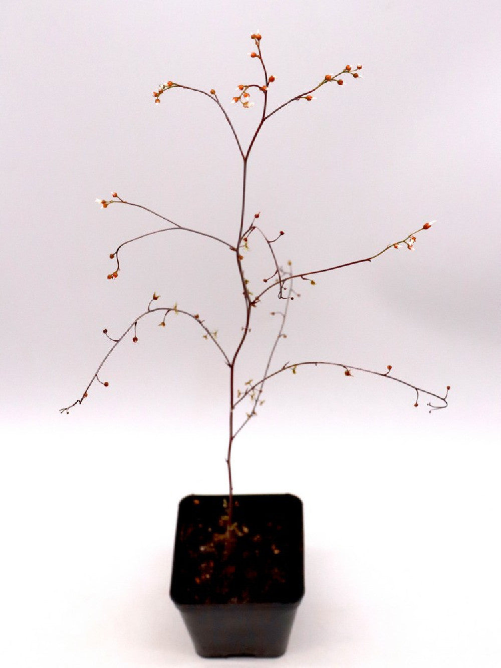 Drosera gigantea