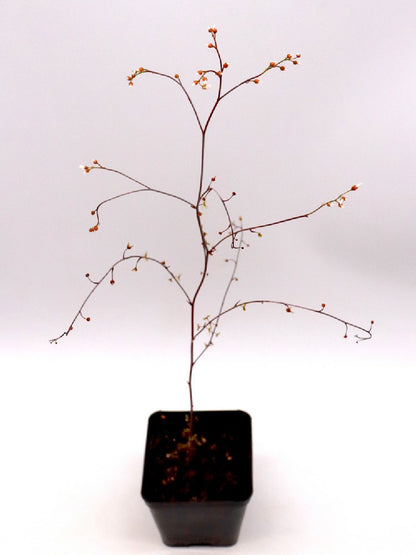 Drosera gigantea