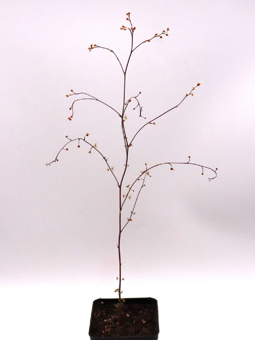 Drosera gigantea
