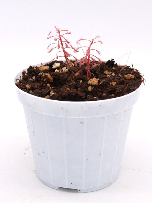 Drosera grantsaui  Brazil
