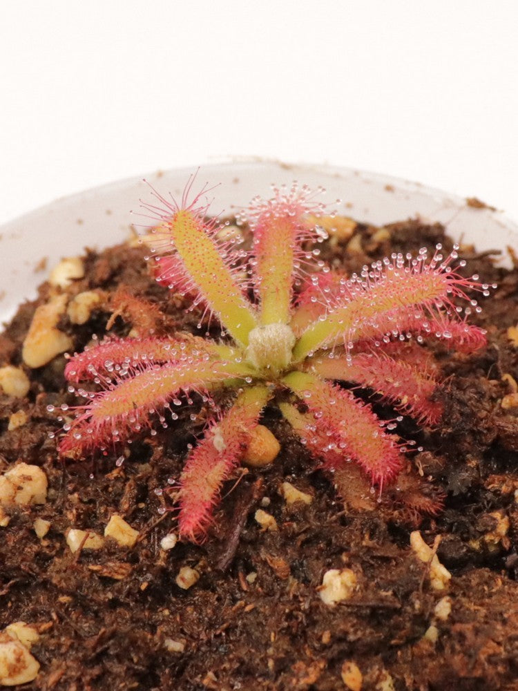 Drosera graomogolensis  Itacambira, Minas Gerais, Brazil