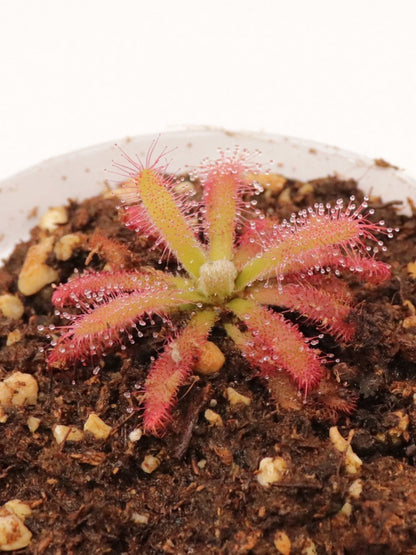 Drosera graomogolensis  Itacambira, Minas Gerais, Brazil