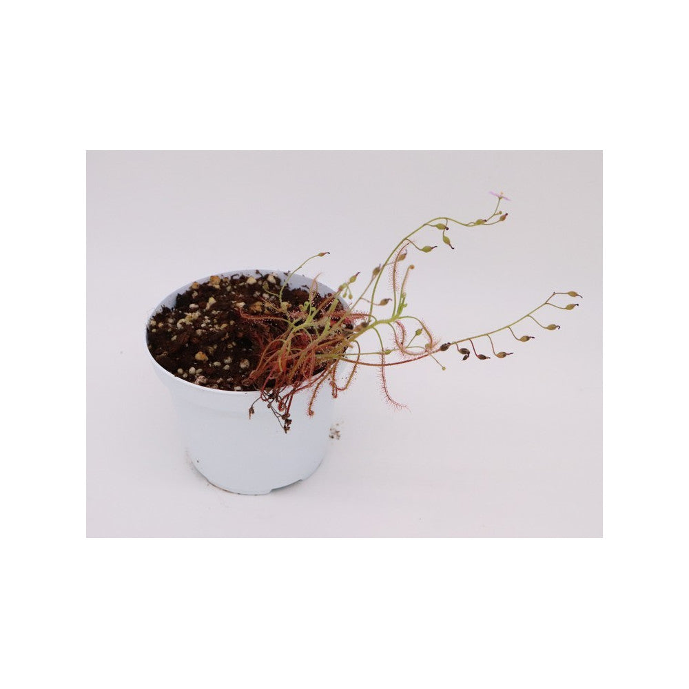 Drosera hartmeyororum
