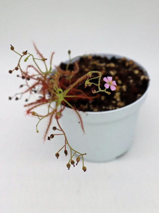 Drosera hartmeyororum