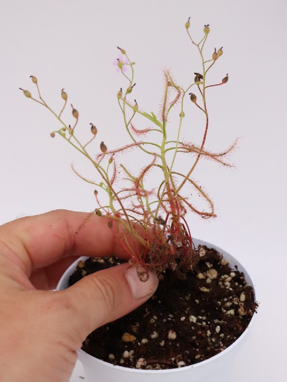 Drosera hartmeyororum