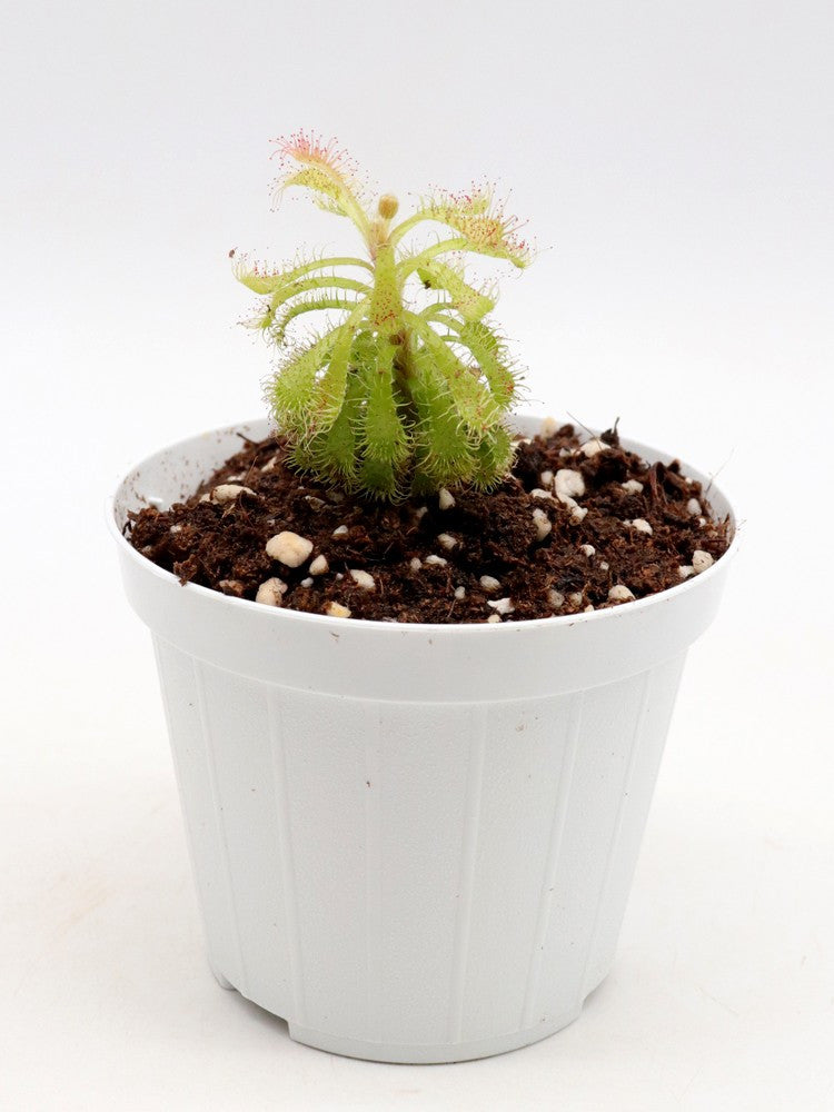 Drosera hirticalyx    Cerro Marahuaca, Venezuela