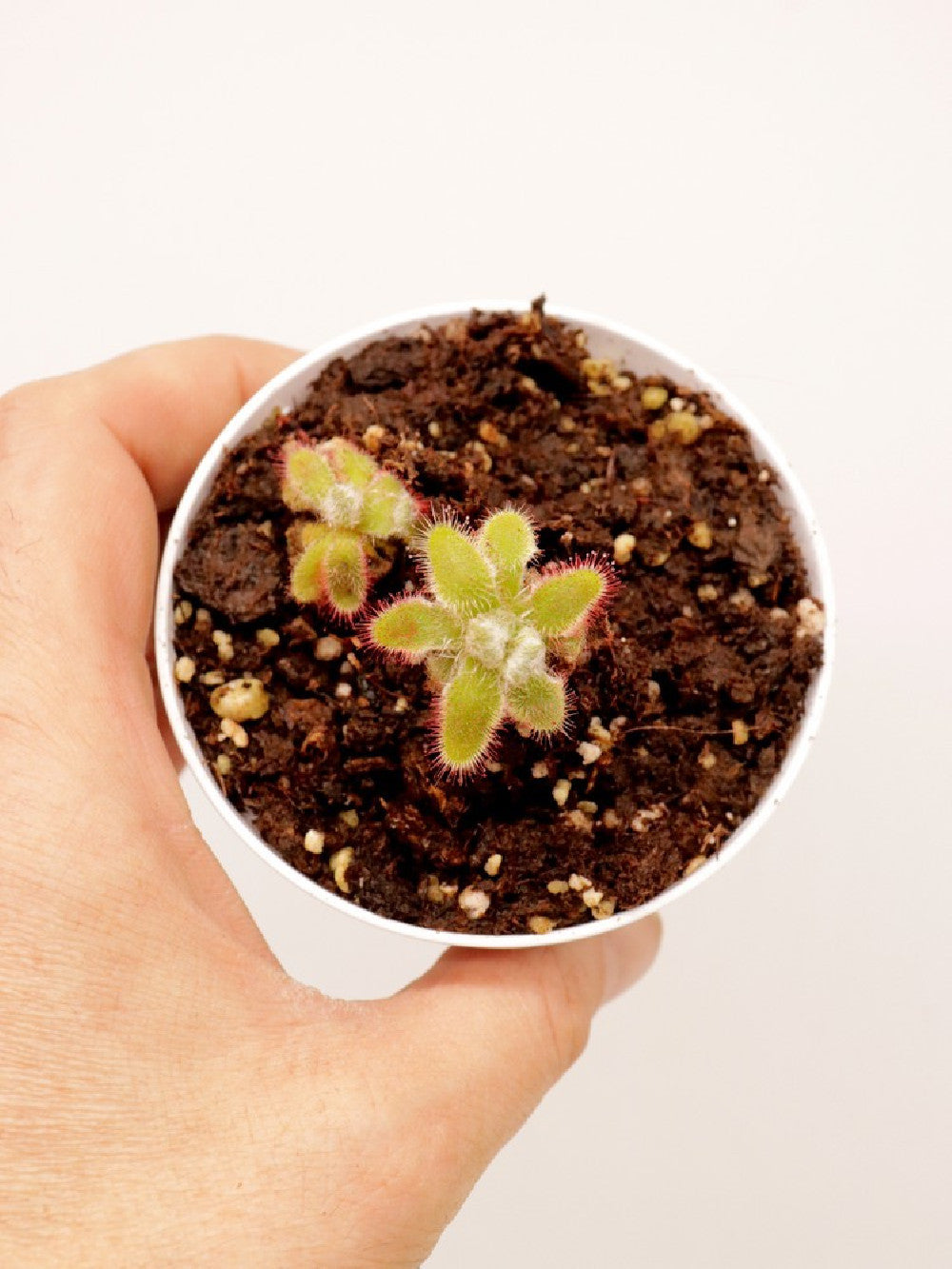 Drosera hylaris hybrid