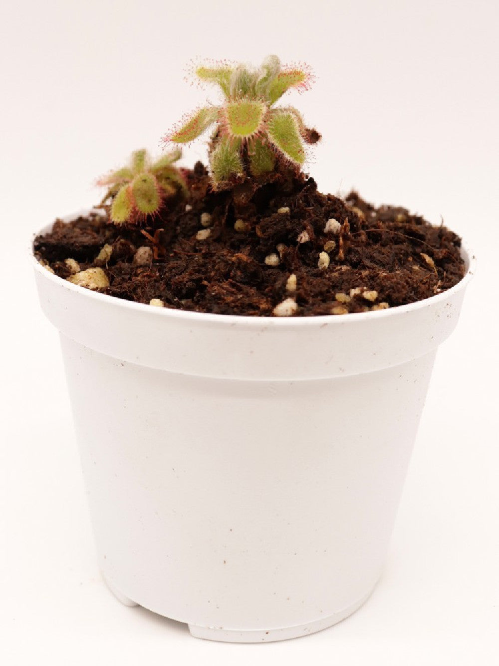 Drosera hylaris hybrid
