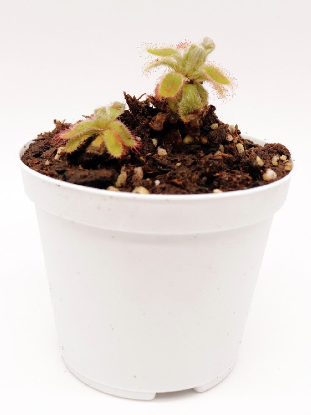 Drosera hylaris hybrid