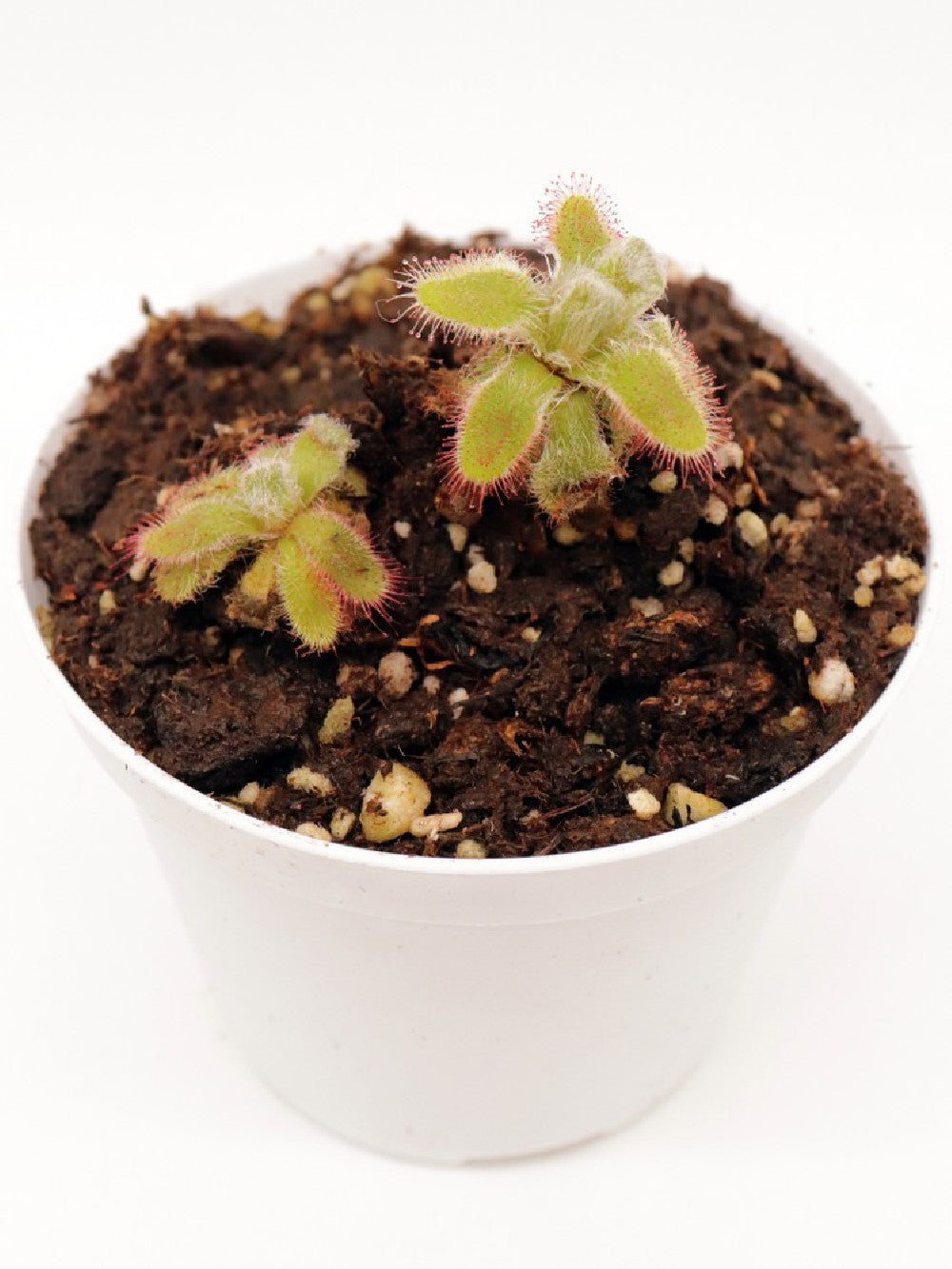 Drosera hylaris hybrid