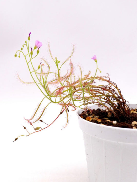 Drosera indica "Red"