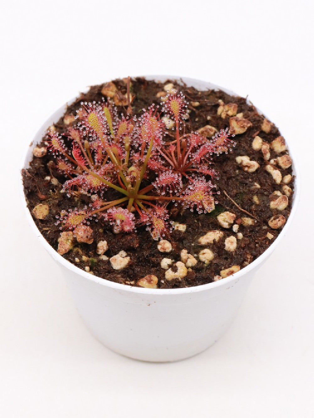 Drosera intermedia "red"