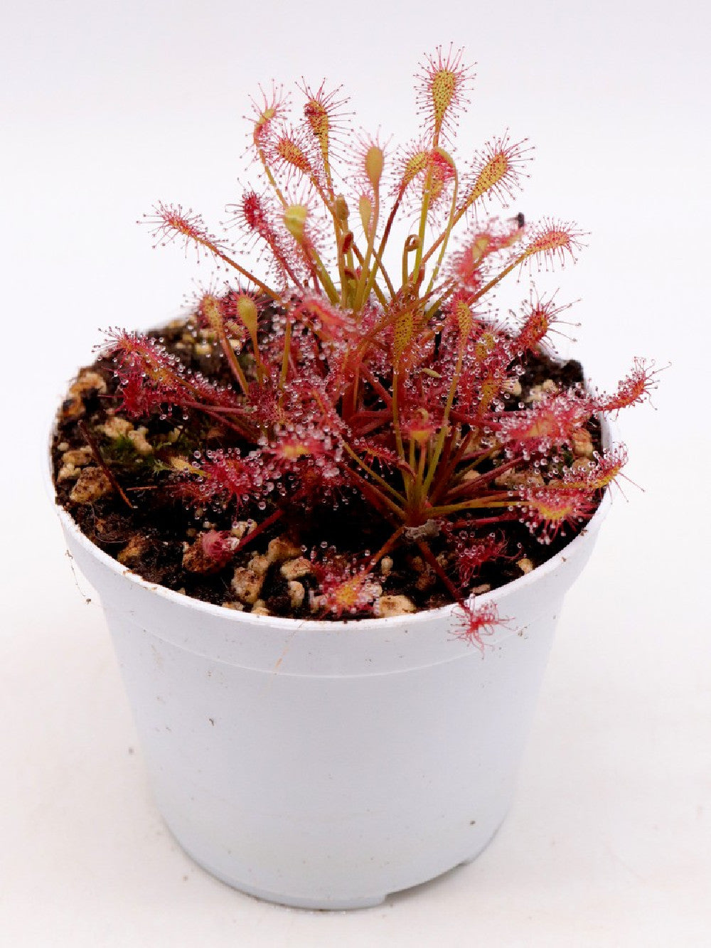 Drosera intermedia "red"