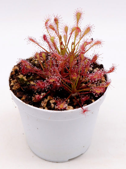 Drosera intermedia "red"