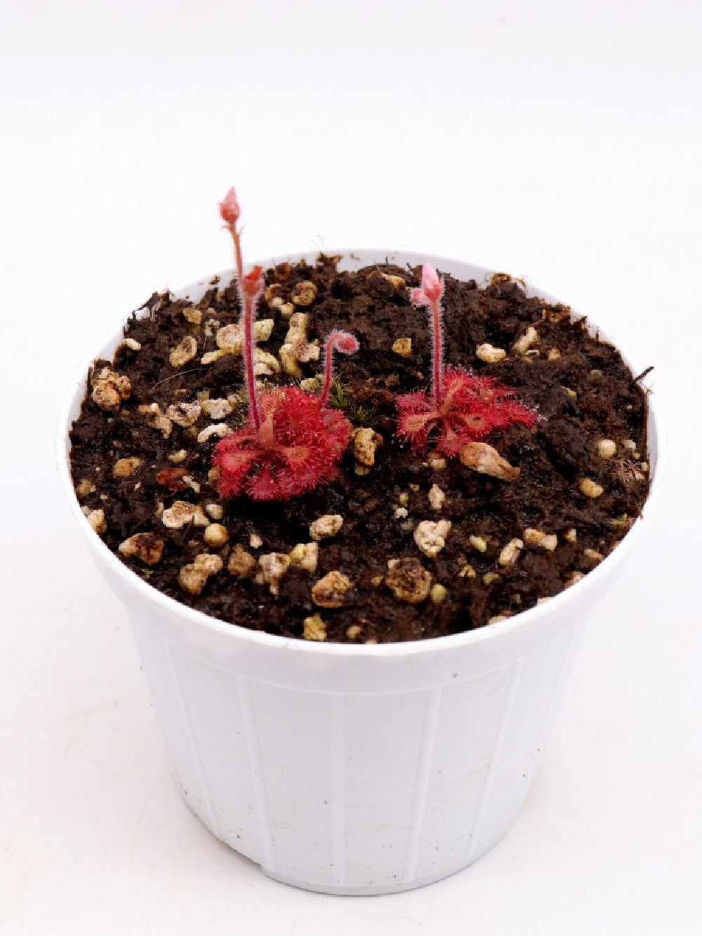Drosera kaieteurensis