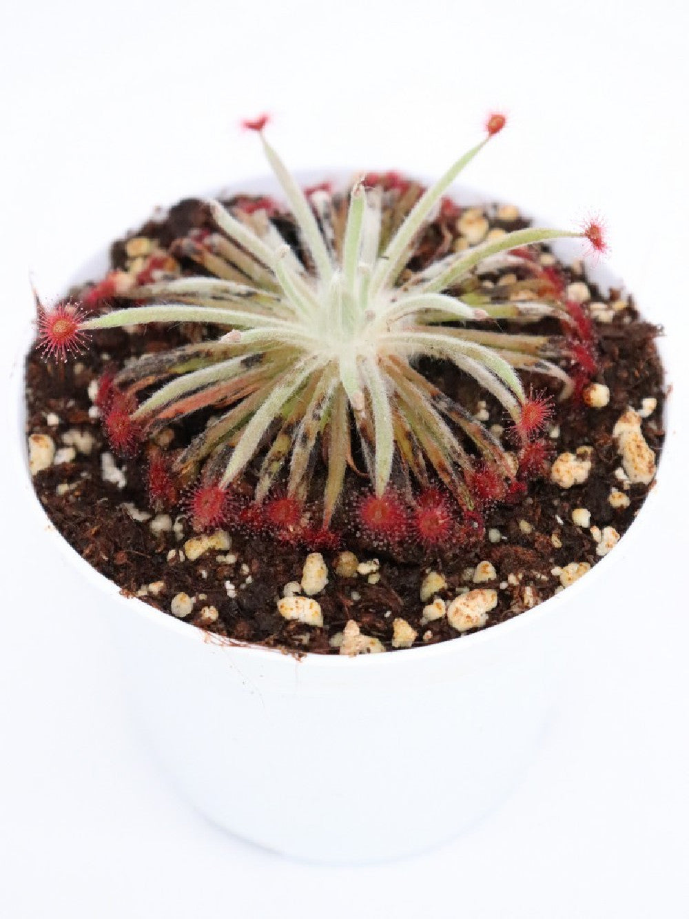 Drosera capensis - Planta carnívora para tu hogar Drosera capensis - Planta carnívora para tu hogar