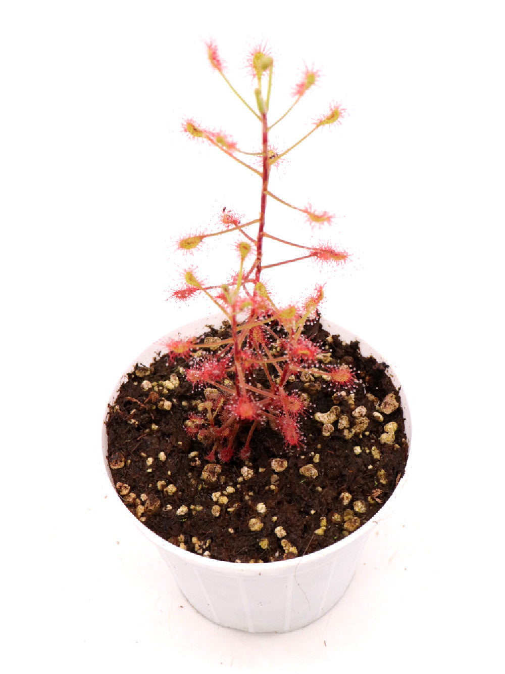 Drosera madagascariensis