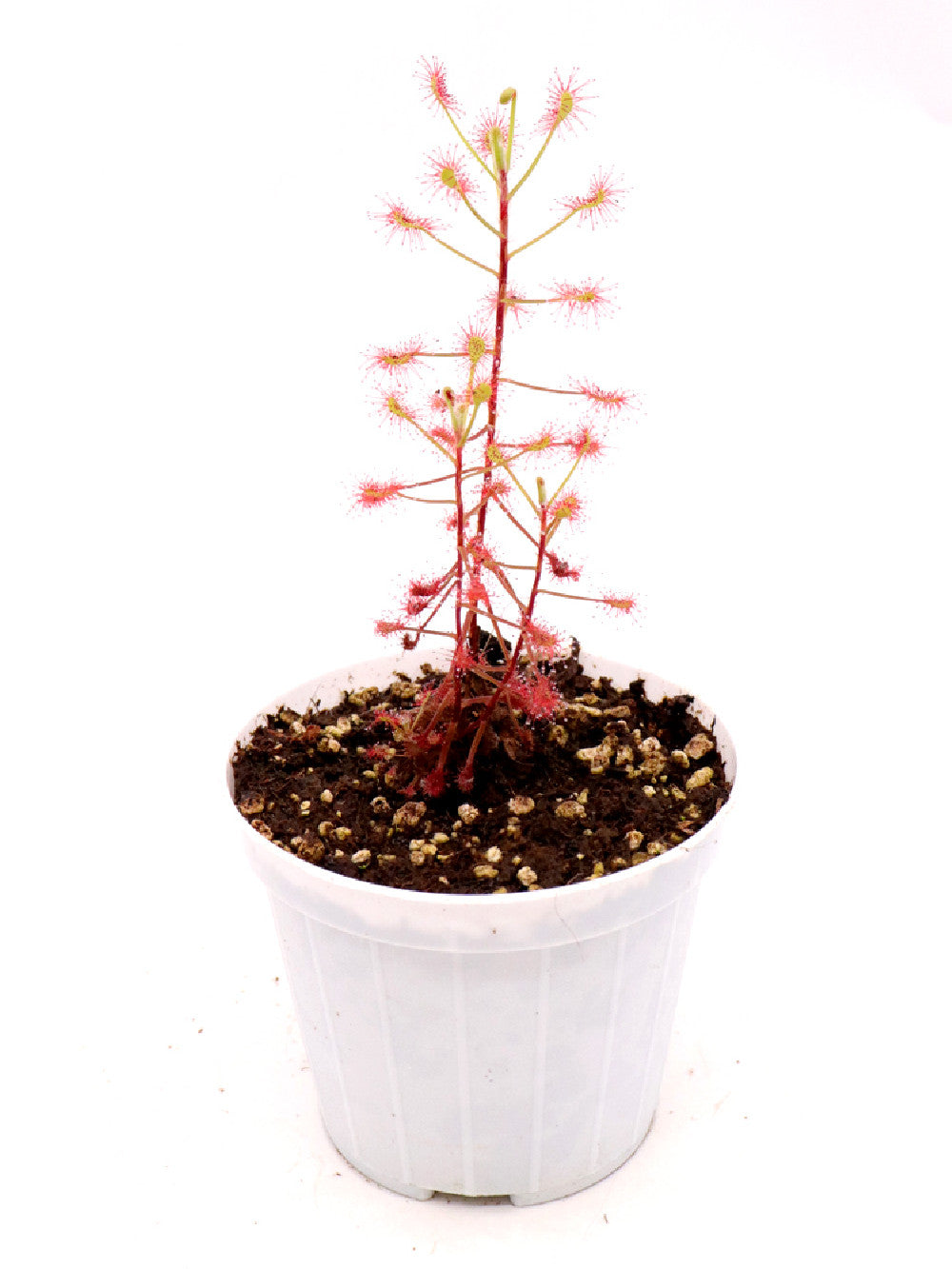 Drosera madagascariensis