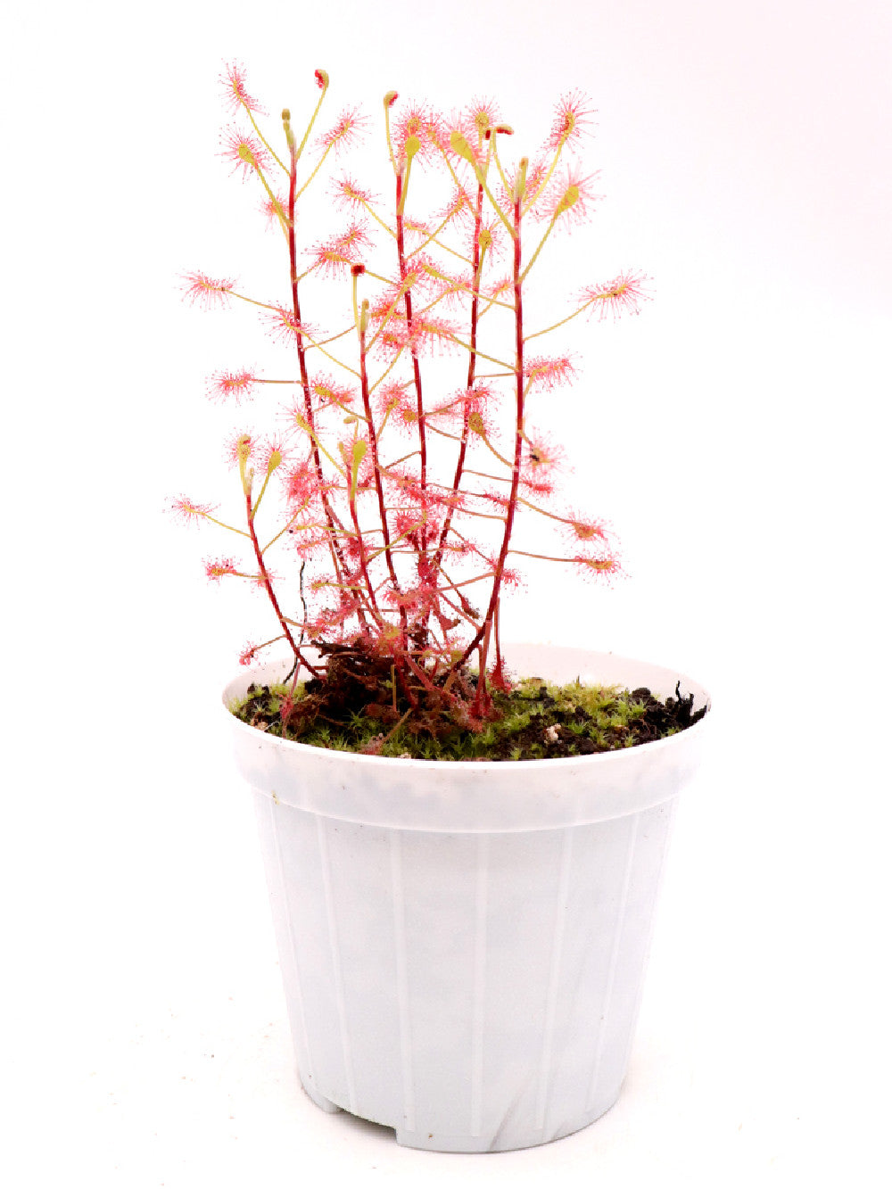 Drosera madagascariensis