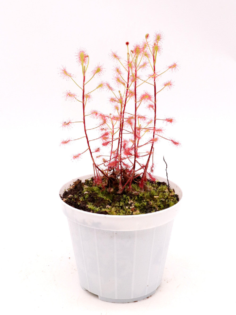 Drosera madagascariensis