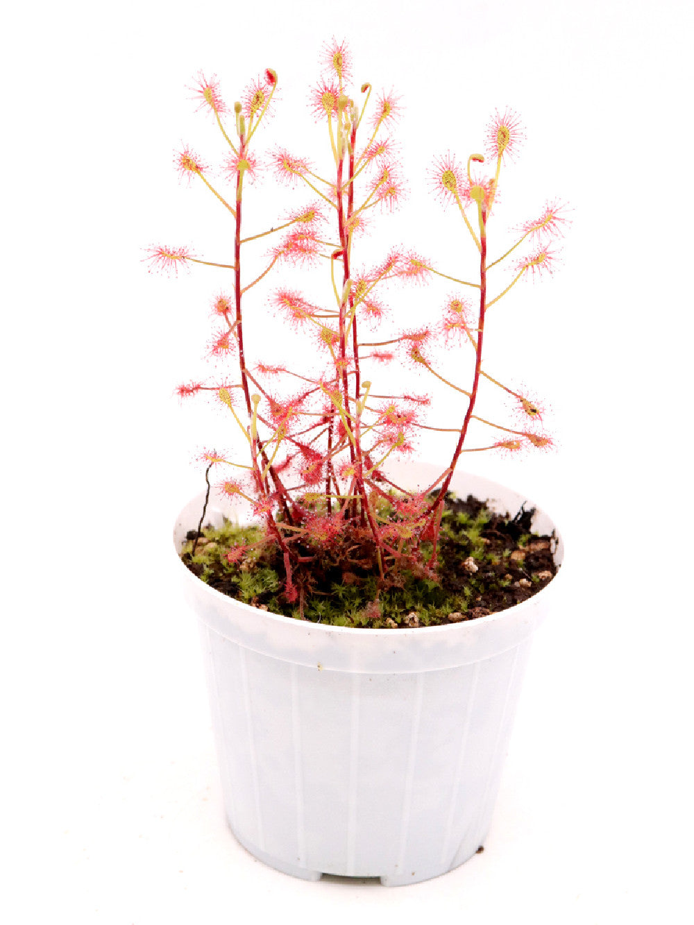 Drosera madagascariensis