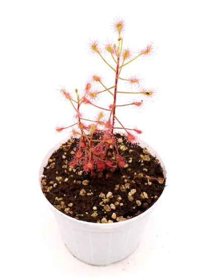 Drosera madagascariensis