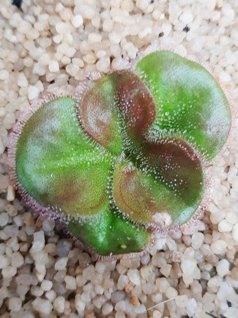 Drosera magna