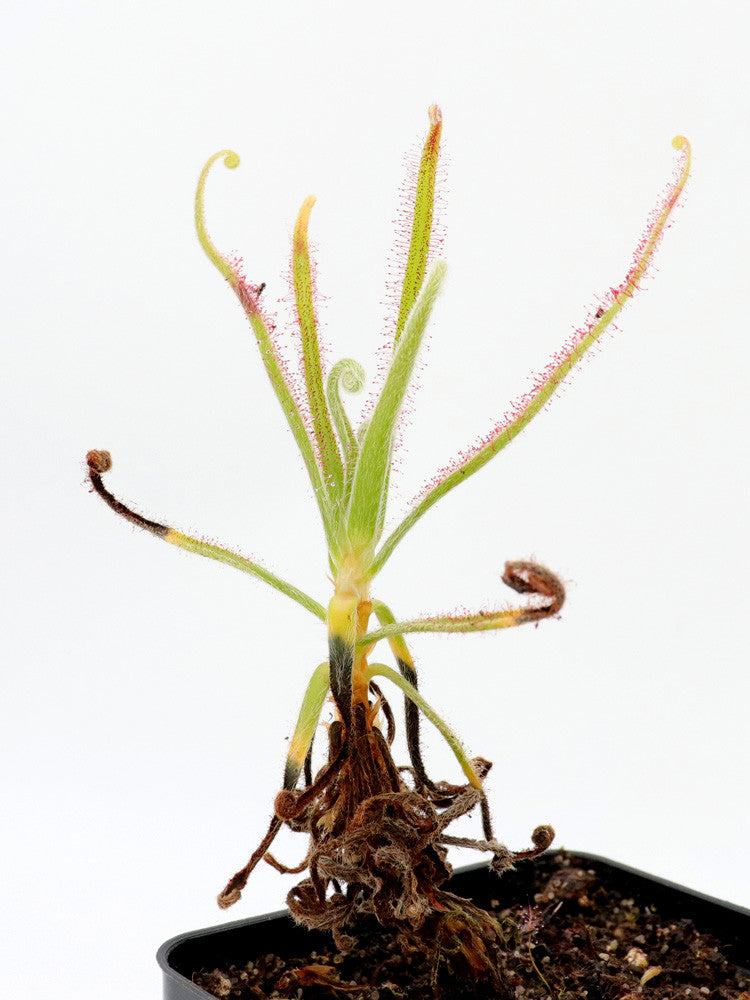 Drosera magnifica , Pico Padre Angelo, Minas Gerais, Brazil
