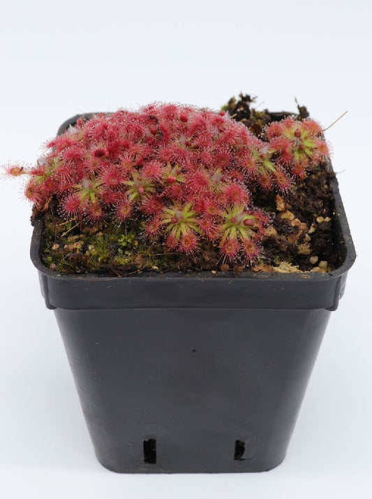 Drosera mannii x omissa