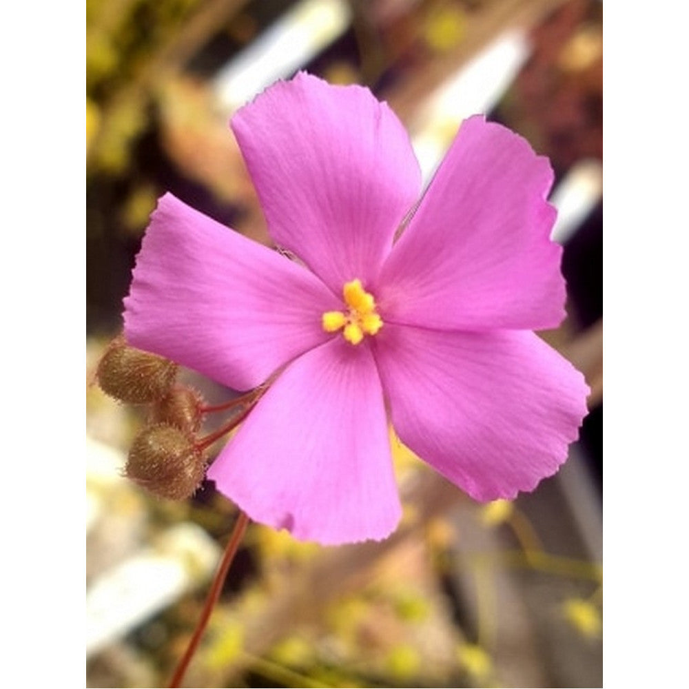 Drosera menziesii  "Pink flower"