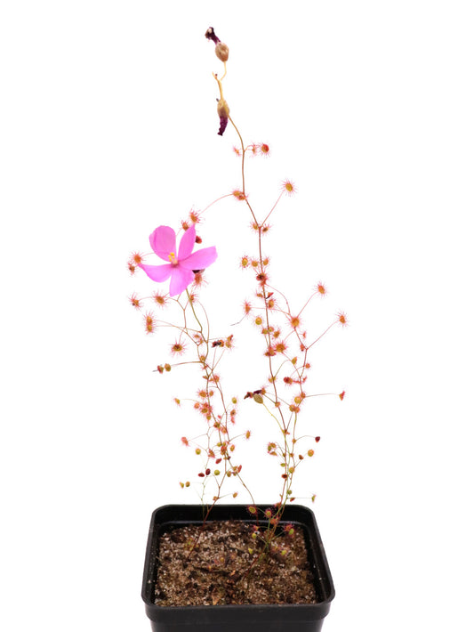 Drosera menziesii  "Pink flower"
