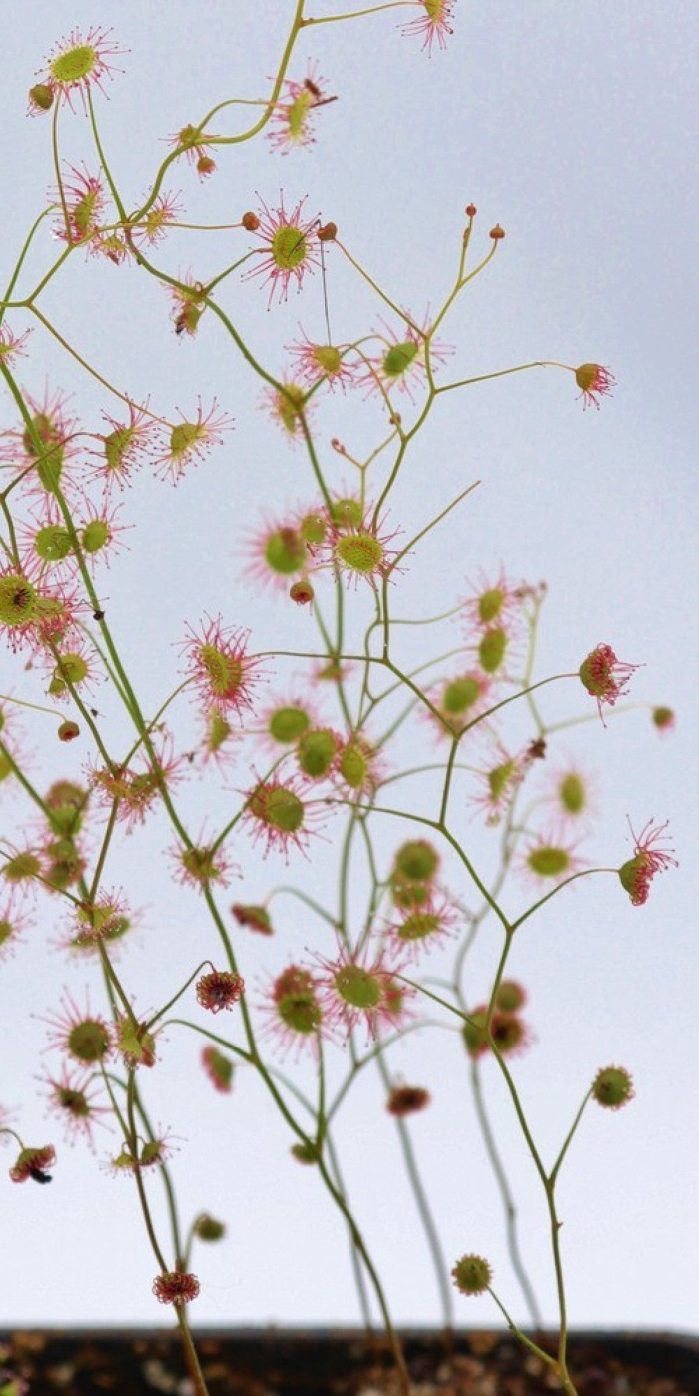 Drosera menziesii  "Pink flower"