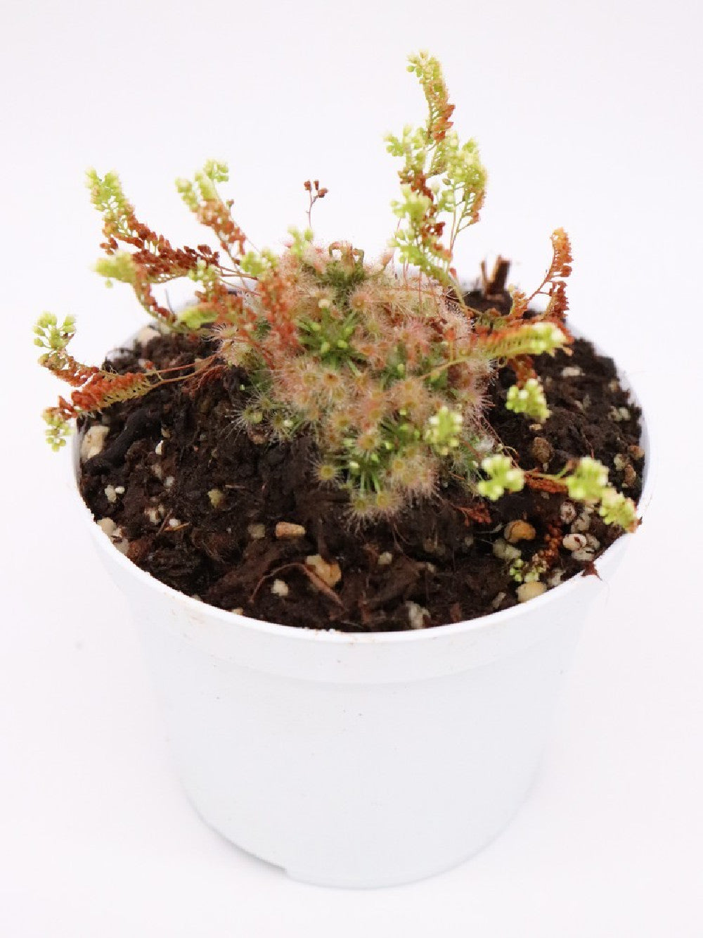 Drosera micrantha