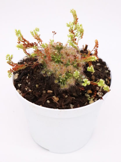 Drosera micrantha