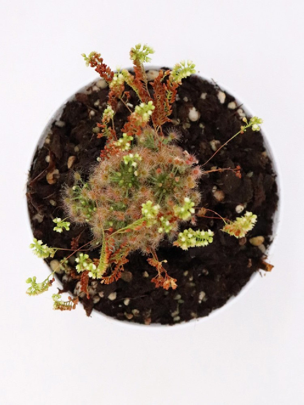 Drosera micrantha