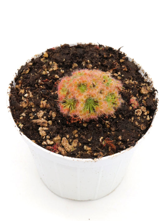 Drosera micrantha