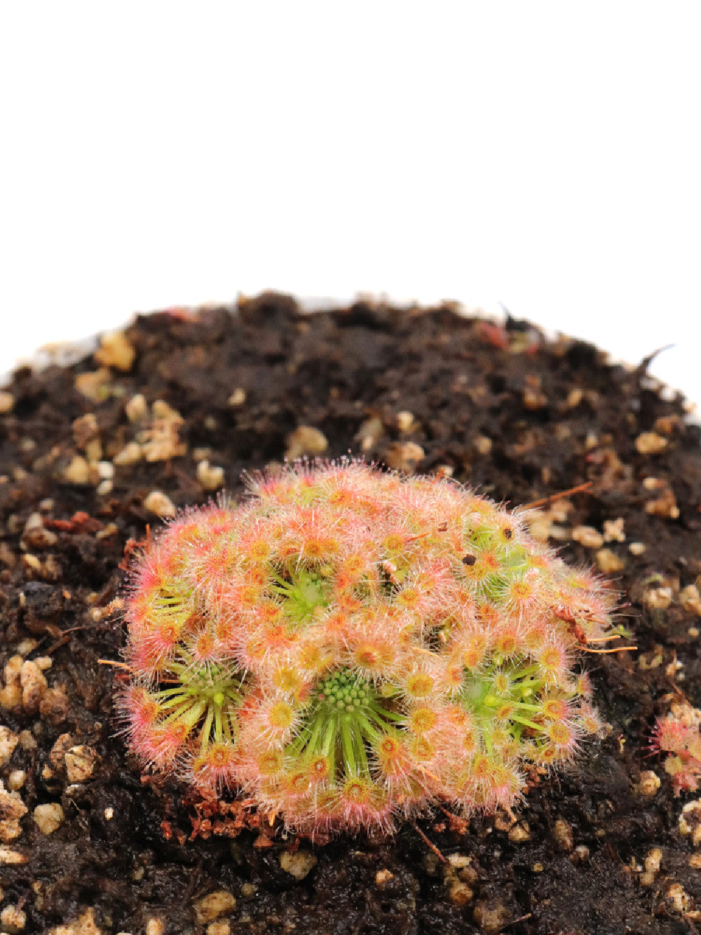 Drosera micrantha