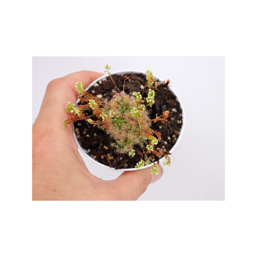 Drosera micrantha