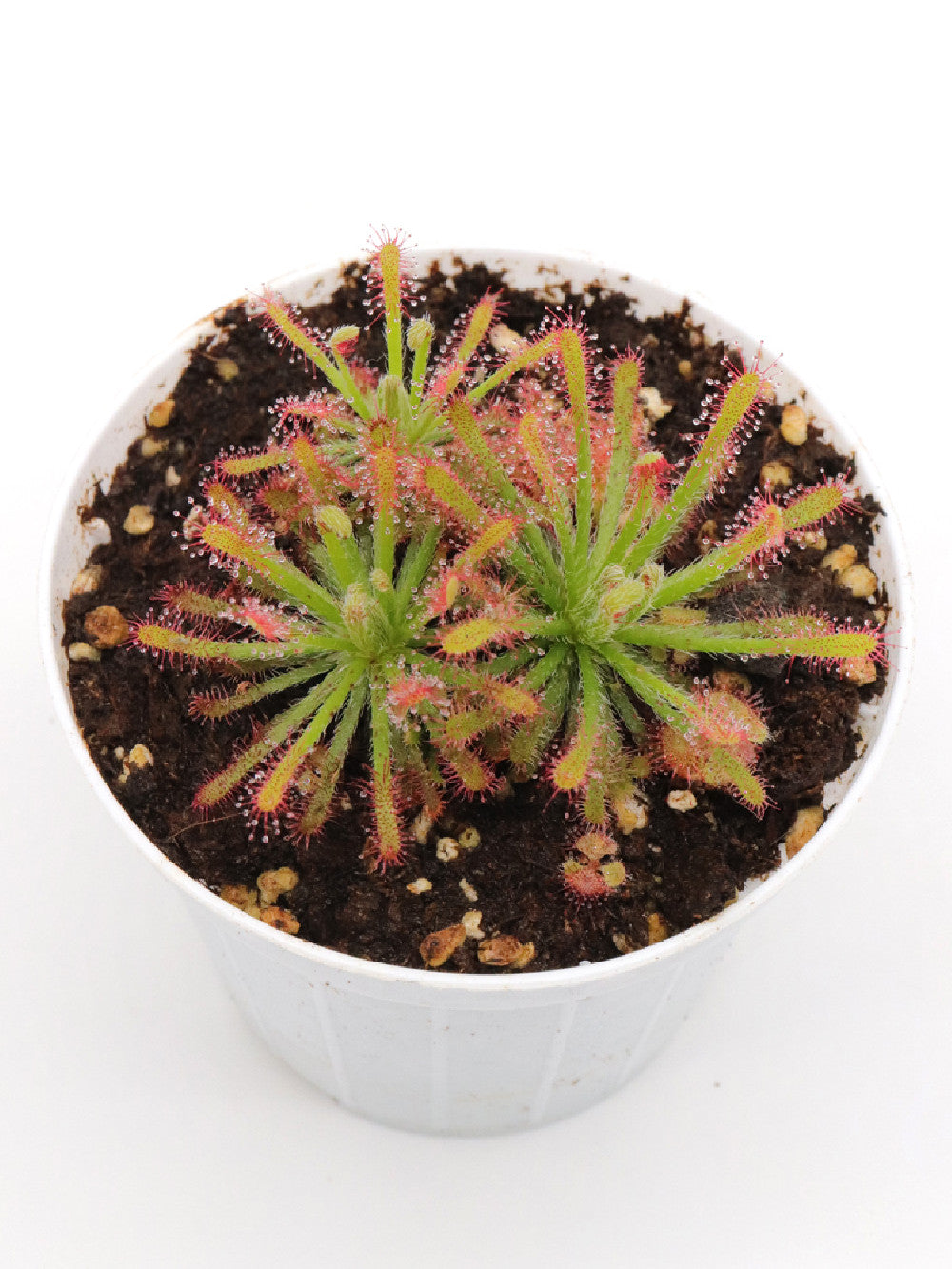 Drosera neocaledonica