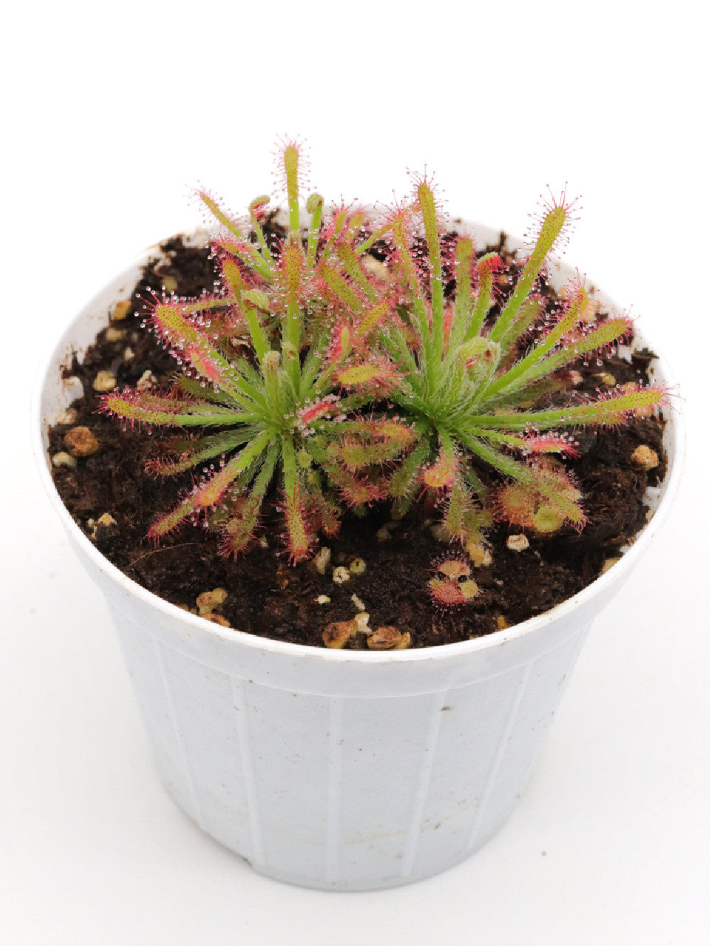 Drosera neocaledonica