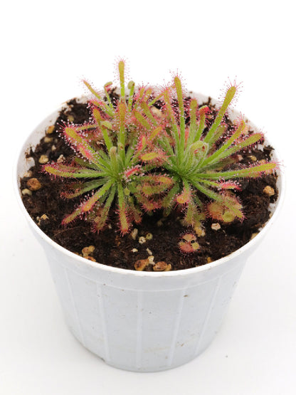 Drosera neocaledonica